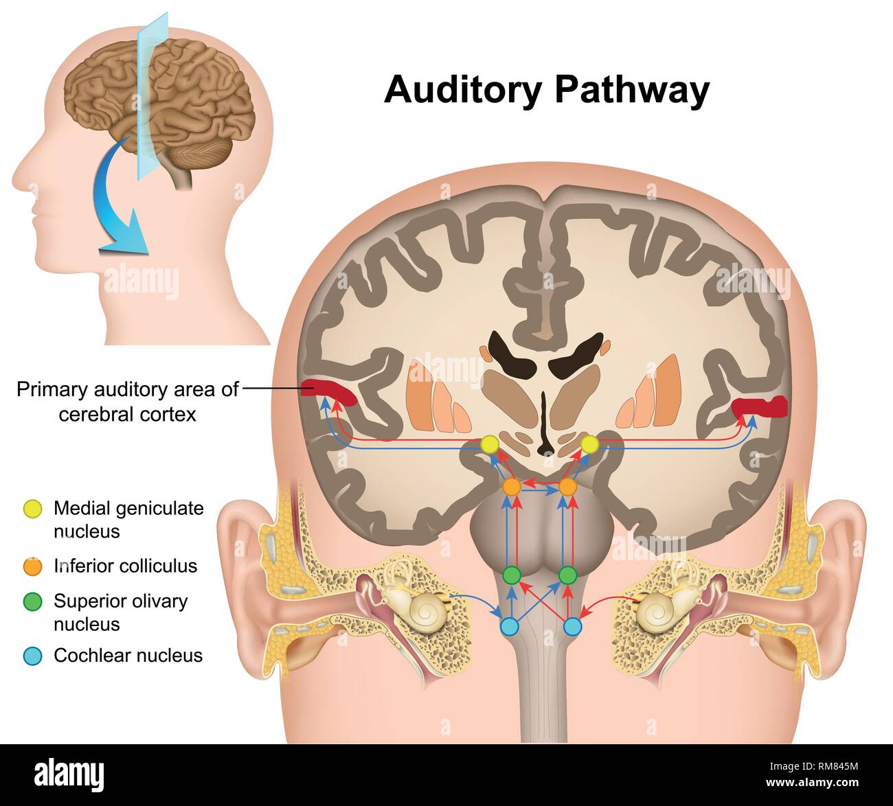 auditory nerve pathway auditory nerve pathway