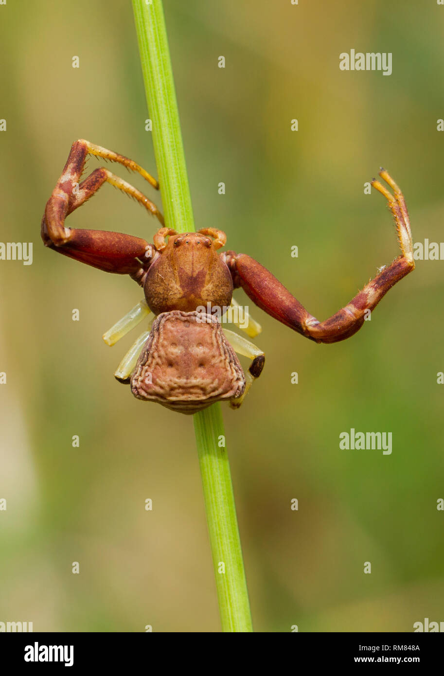Crab spider Pistius truncatus in Czech Republic Stock Photo