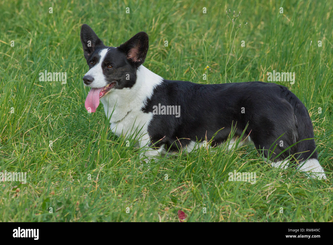 Welsh Corgi Cardigan tricolor with brindle points Stock Photo - Alamy