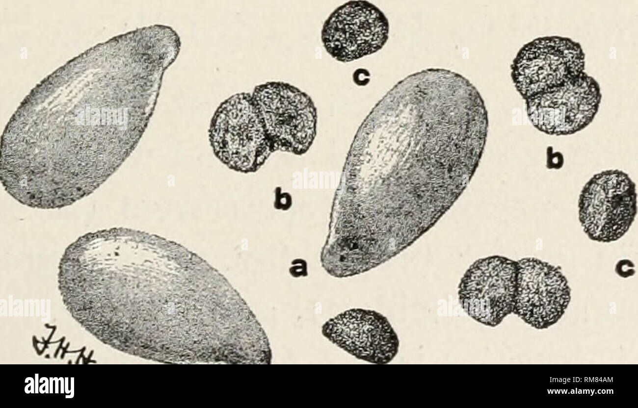 . Annual report of the Missouri State Board of Agriculture. Missouri. State Board of Agriculture; Agriculture -- Missouri. Fig. 11.—Mixture of seeds of awnless brome-grass (a), meadow fescue (b), Eng- lish rye-grass (c), and chess, or cheat (il). The brome-grass seeds are dis- tinguished by their greater length and flattened form. The seeds of chess (d) are somewhat cylindrical, due to being folded lengthwise. They are thus thicker than the awnless brome-grass seed and sometimes are awned. (En- larged.) varieties of a kind as a rule can not be distinguished in this way. For example, red clover Stock Photo