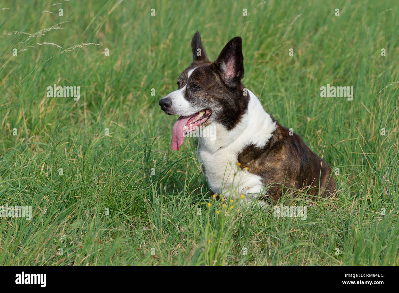 Male Brindle Welsh Corgi Cardigan in a grass Stock Photo