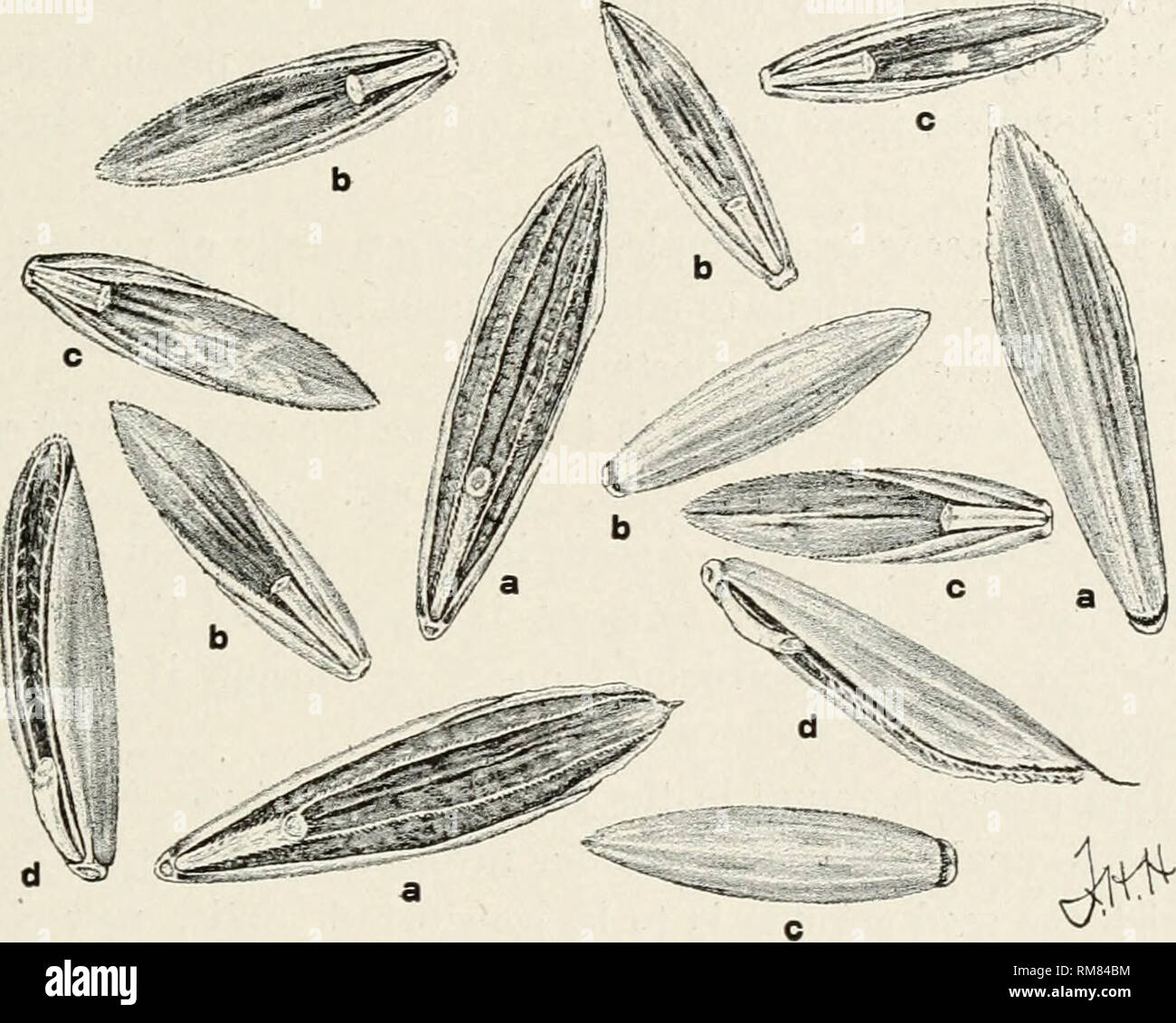 . Annual report of the Missouri State Board of Agriculture. Missouri. State Board of Agriculture; Agriculture -- Missouri. Testing Farm Seeds. 343 lead merely to providing for foreign matter by sowing a larger quantity of seed. The seed of most of tlie farm crops can be recognized with certainty under careful examination as to its particular kind. Seed of different. Fig. 11.—Mixture of seeds of awnless brome-grass (a), meadow fescue (b), Eng- lish rye-grass (c), and chess, or cheat (il). The brome-grass seeds are dis- tinguished by their greater length and flattened form. The seeds of chess (d Stock Photo