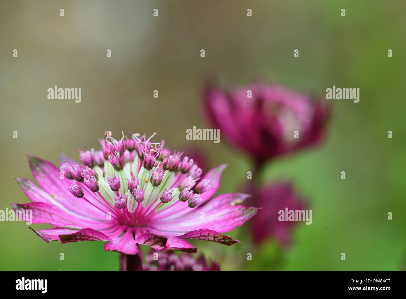 Macro shot of a pink astrantia flower in bloom Stock Photo