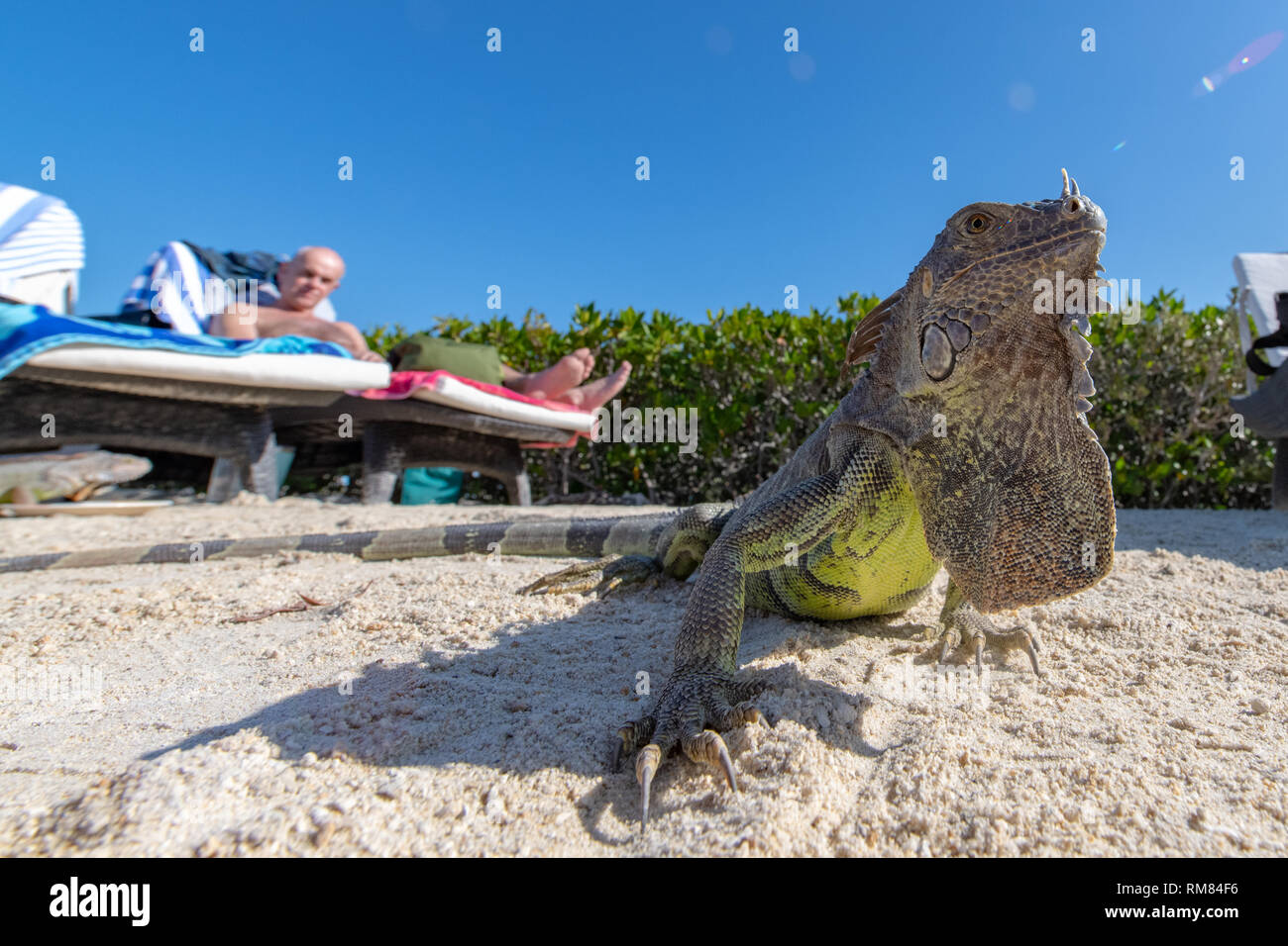 Green, or Common Iguanas Stock Photo