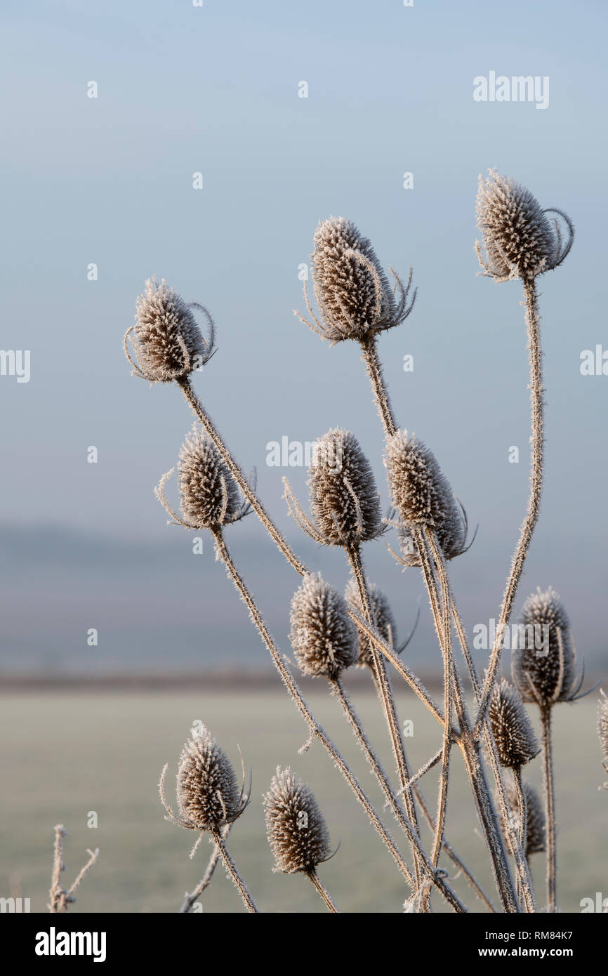 Dipsacus fullonum. Teasel covered in hoar frost in winter. Cotswolds, UK Stock Photo