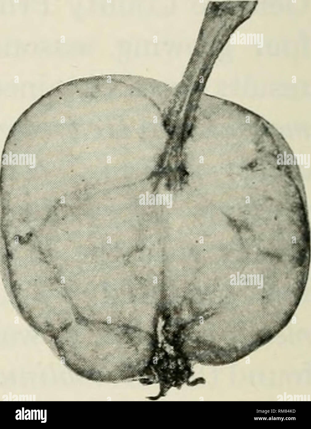 . Annual report of the New York State College of Agriculture at Cornell University and the Agricultural Experiment Station. New York State College of Agriculture; Cornell University. Agricultural Experiment Station; Agriculture -- New York (State). Y   Fig. 23. YOUNG apples in section (JULY 13), showing the effect OF CORE PUNC- TURES BY REDBUGS it is the injured apples that drop in the thinning process. If the season is favorable to very rapid growth following the blooming period, a larger proportion of injured fruits will recover and grow to maturity than in a year when growth is slow follo Stock Photo
