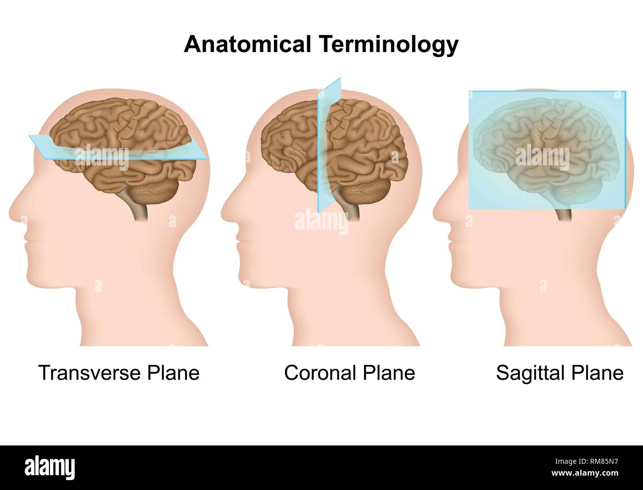 Anatomical terminology, anatomical planes medical vector illustration Stock Vector