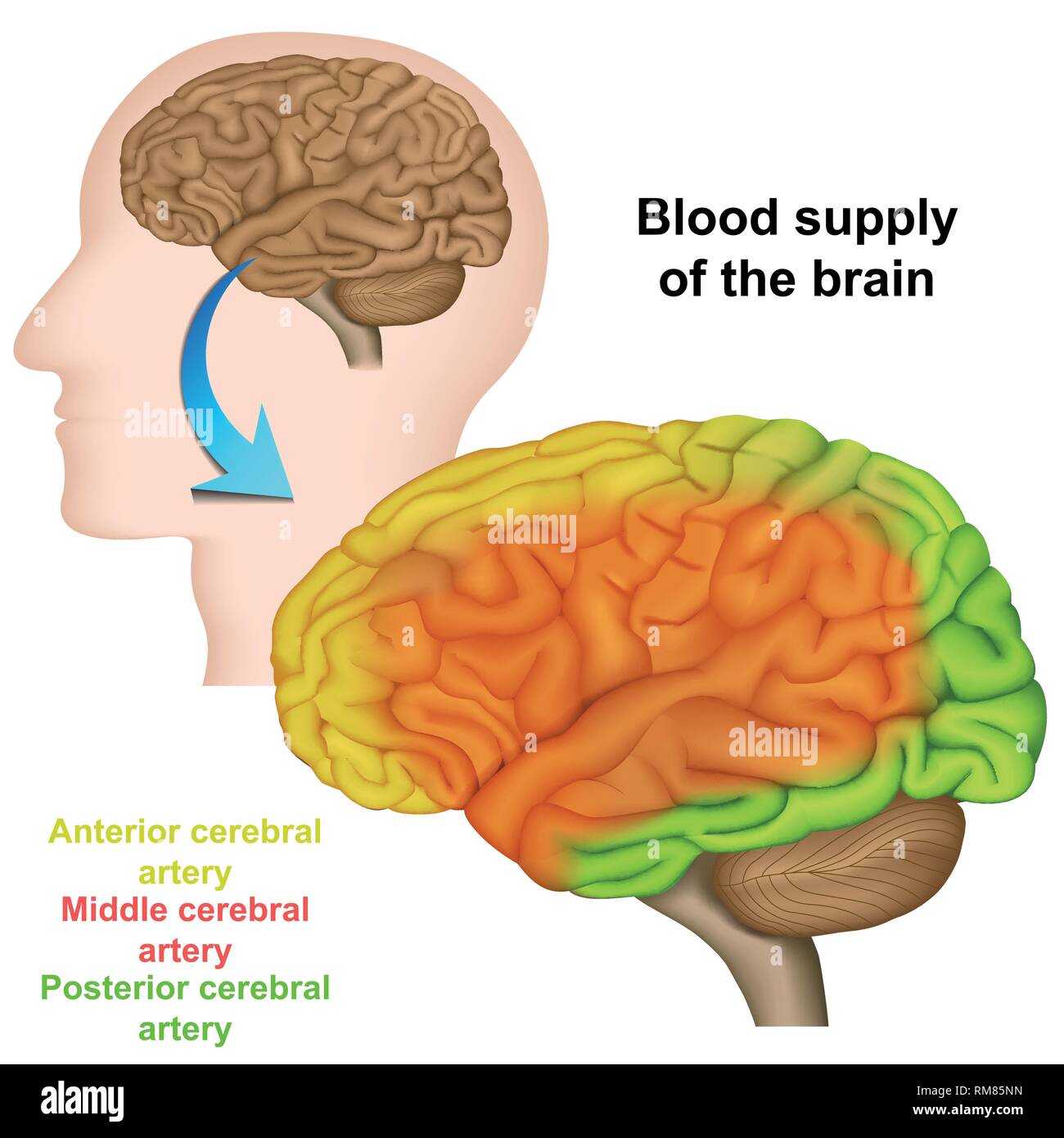 blood supply of the human brain ,medical vector illustration Stock Vector