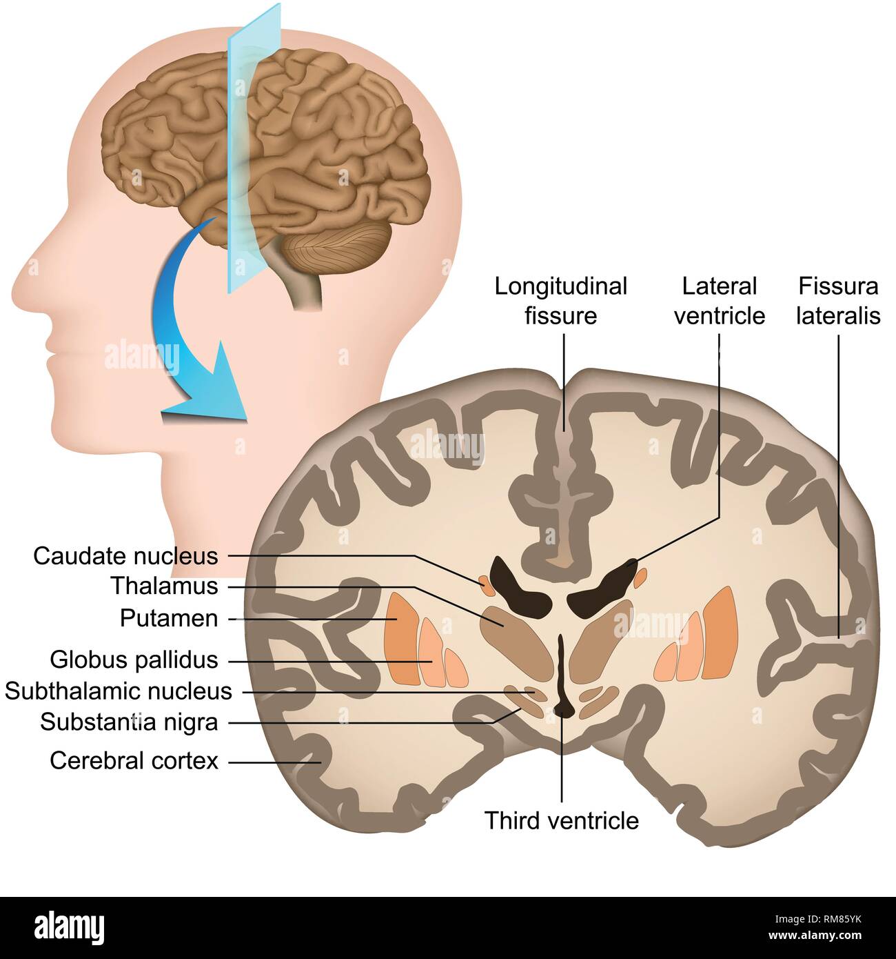 Coronal section of the human brain medical vector illustration Stock Vector