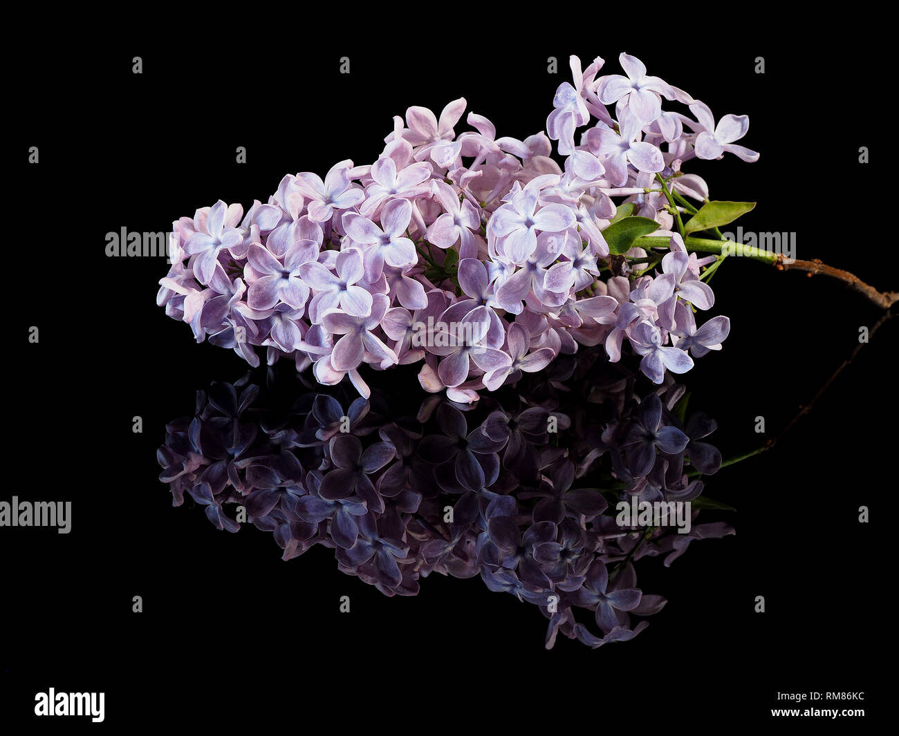 Lilac flowers background Stock Photo