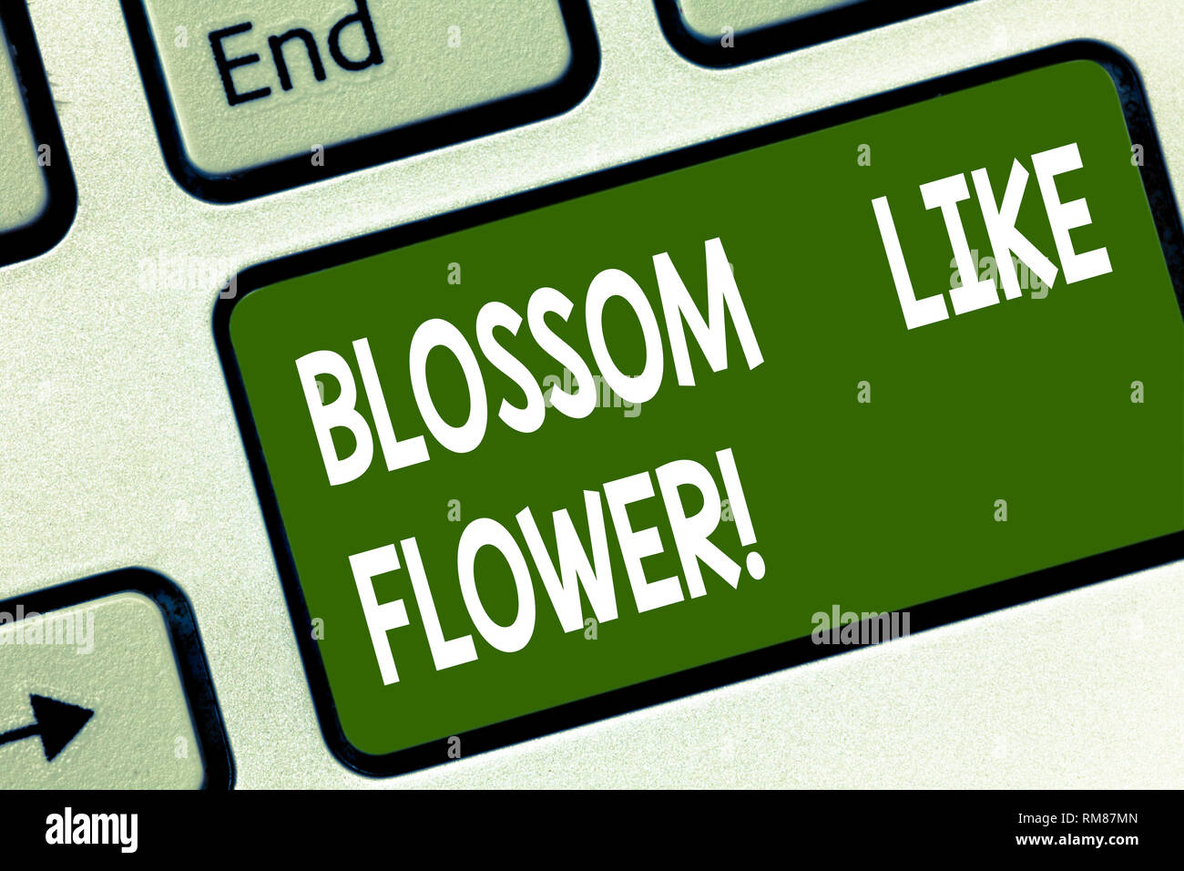 Word writing text Blossom Like Flower. Business concept for plant or ...