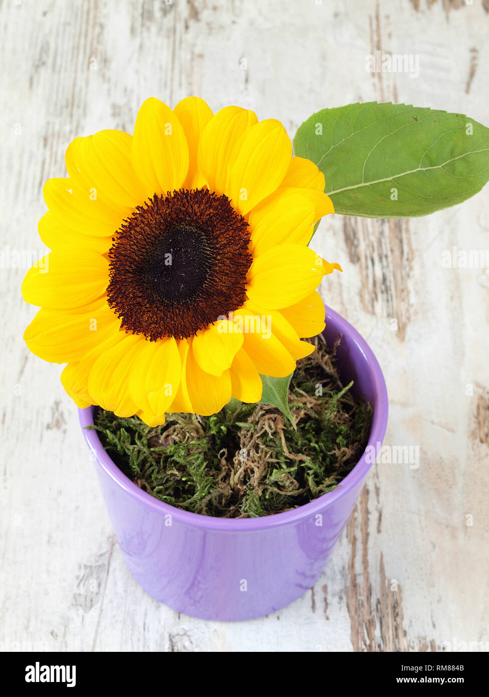Sunflower in the pot Stock Photo