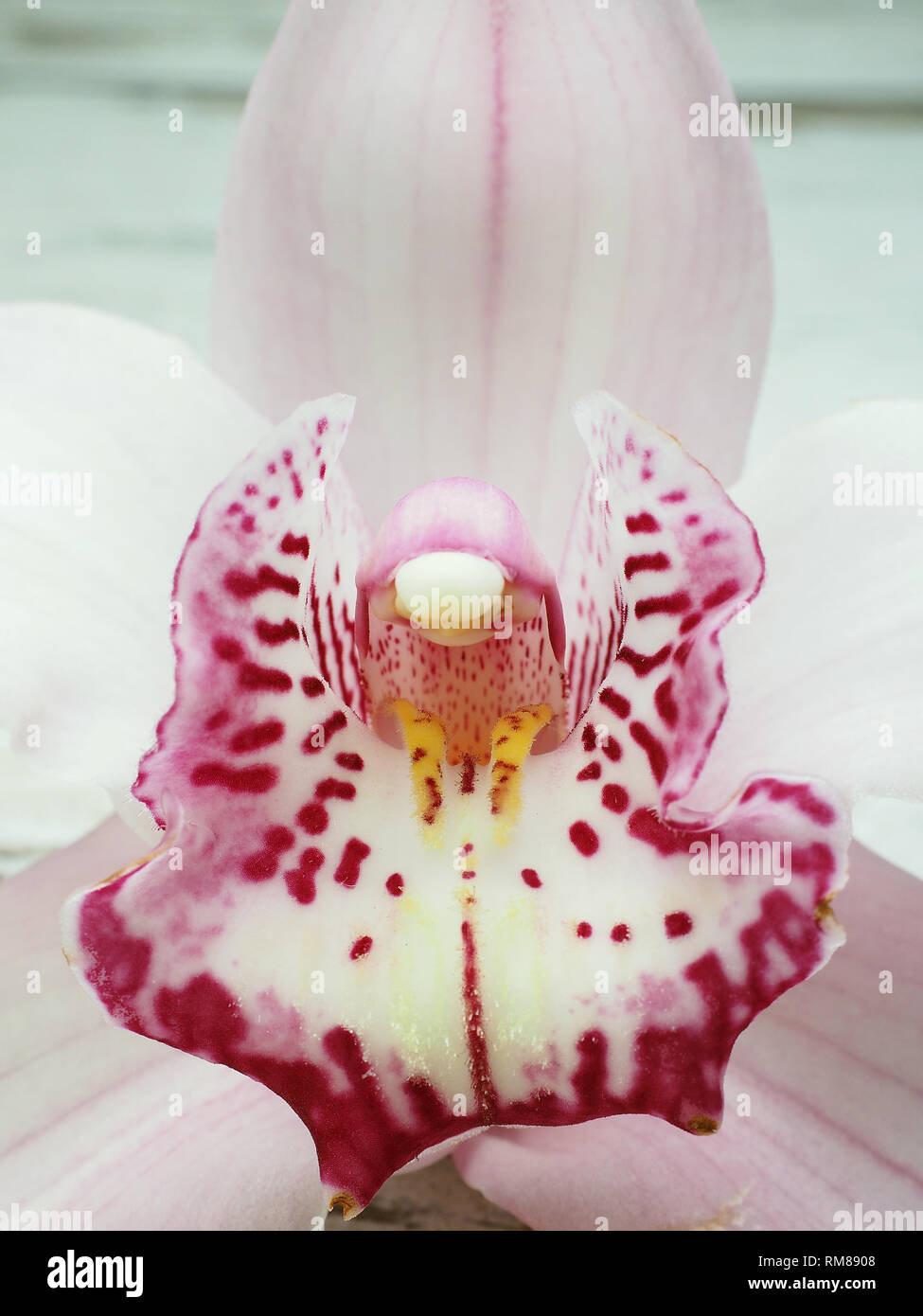 Fresh cymbidium flowers orchid Stock Photo