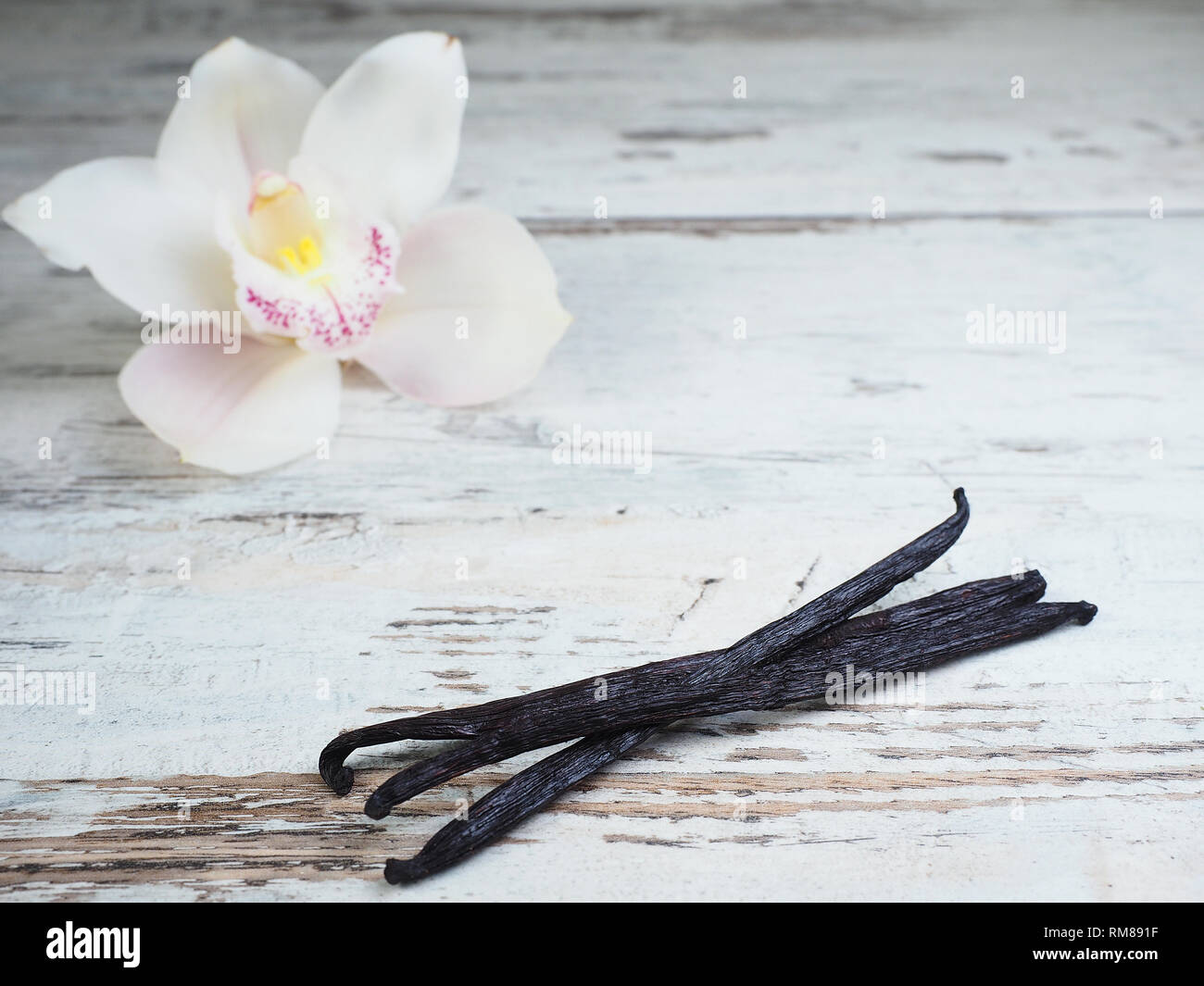 Dried vanilla fruits and orchid vanilla flower Stock Photo