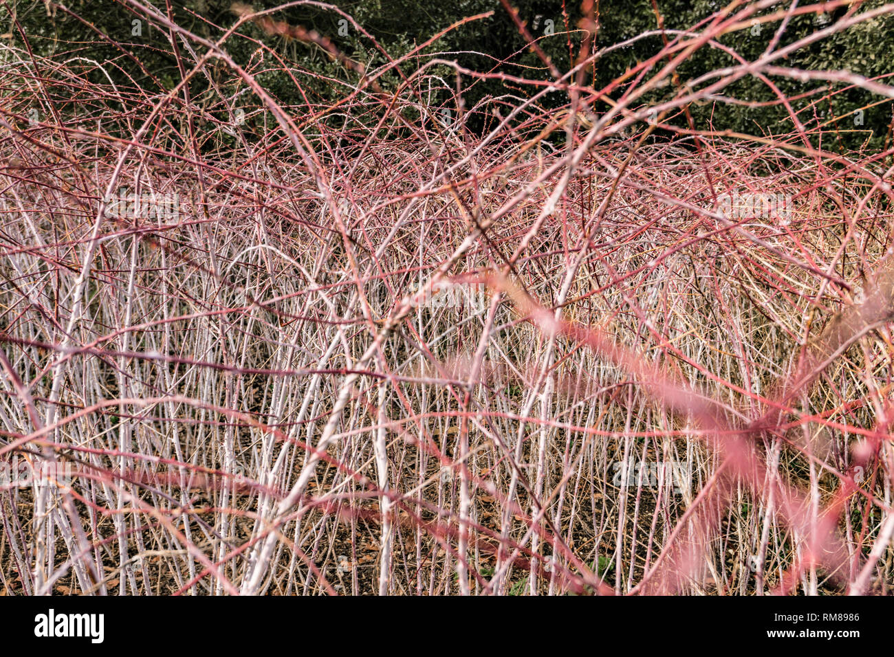 Dogwood Cornus Alba Photos Dogwood Cornus Alba Images Page 6