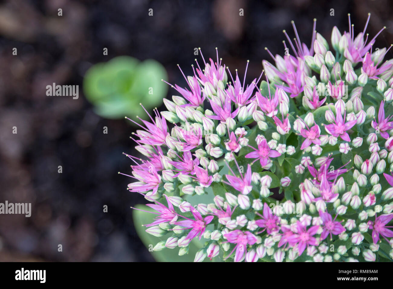 Close-up of pink orpine stonecrop flowers in full bloom, also known as sedum telephium. Shallow depth of field. Stock Photo