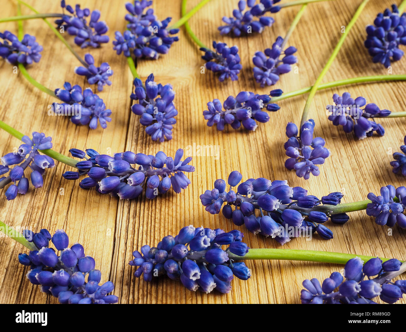 Muscari flowers on the wooden background Stock Photo