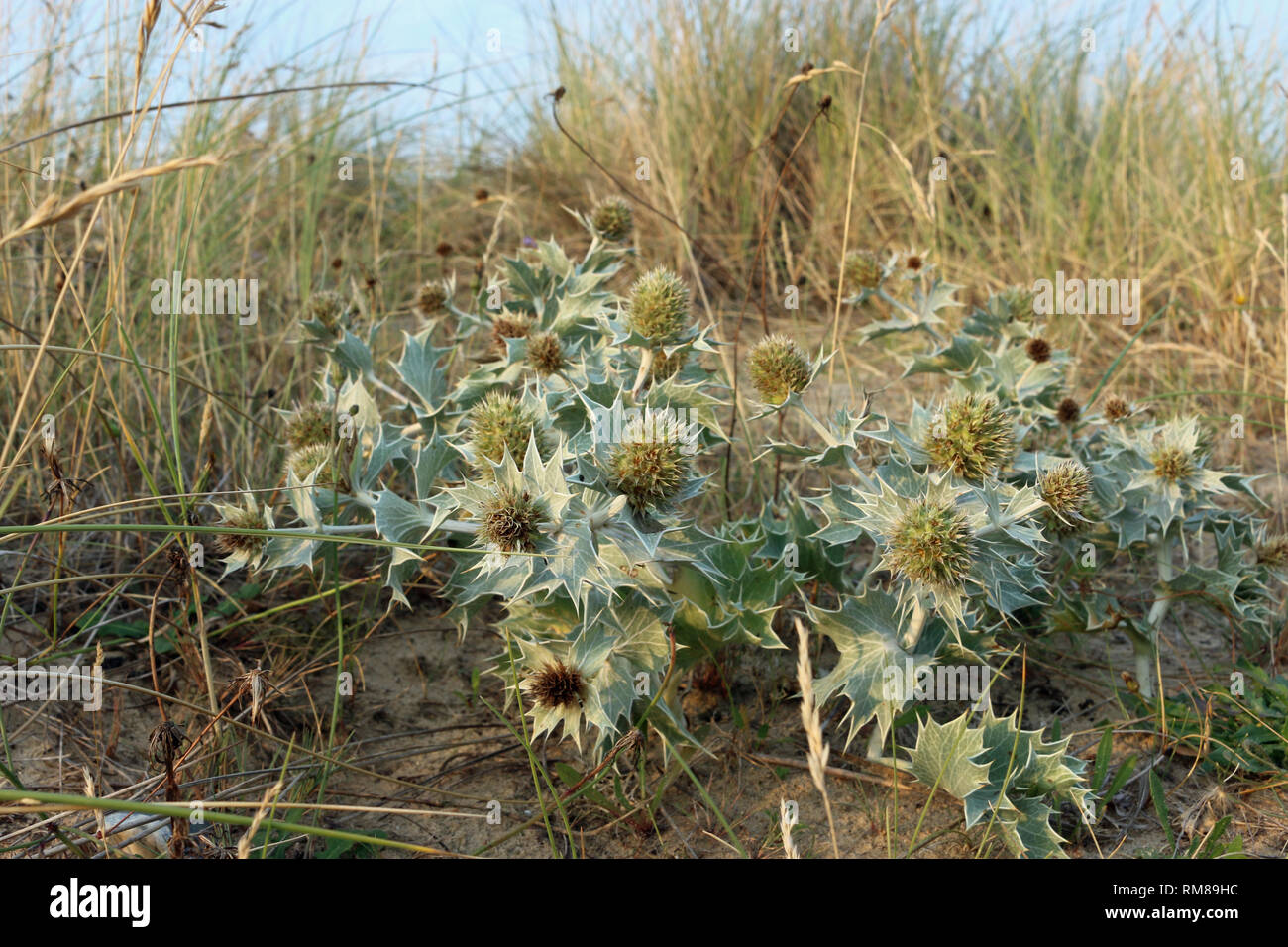 Native UK sea holly, Eryngium maritimum, in flower and growing on a sand dune with grass and sky in the background. Stock Photo
