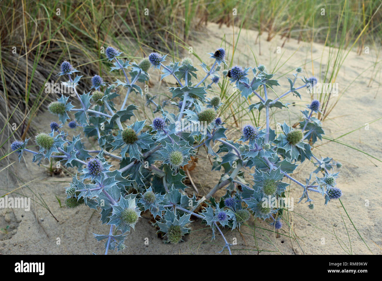 Native UK sea holly, Eryngium maritimum, with blue stems and flowers and growing on a sand dune with grass in the background. Stock Photo