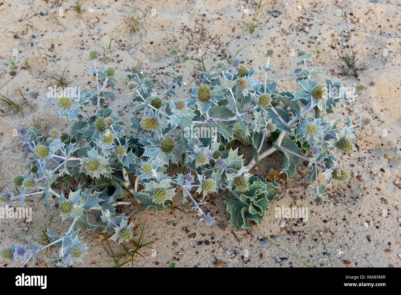 Native UK sea holly, Eryngium maritimum, in flower and growing on a sand dune with grass and sand in the background. Stock Photo