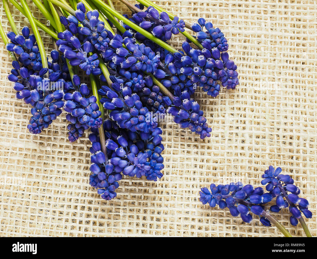 Purple muscari flowers Stock Photo