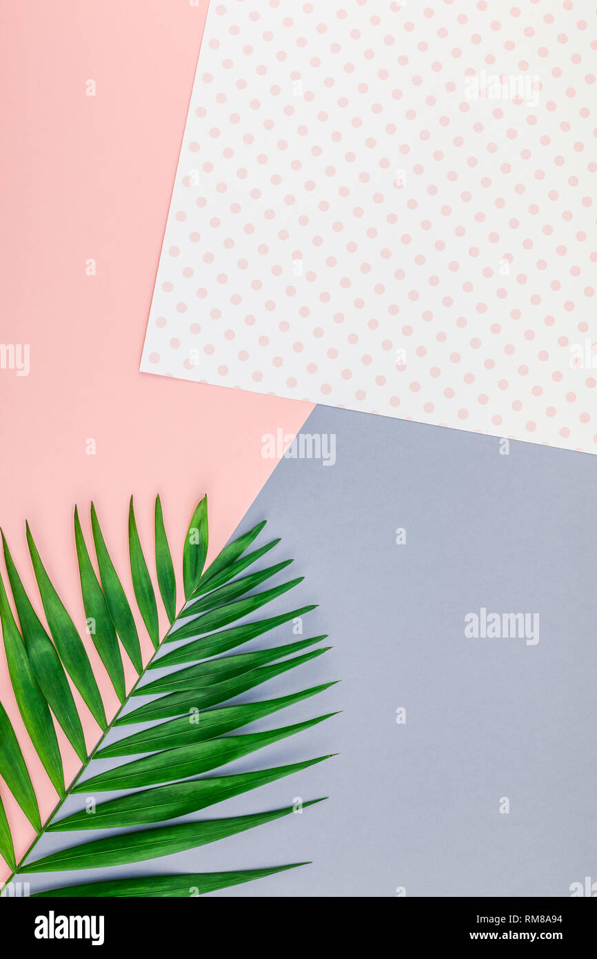 Creative flat lay top view of green tropical palm leaves on color paper ...