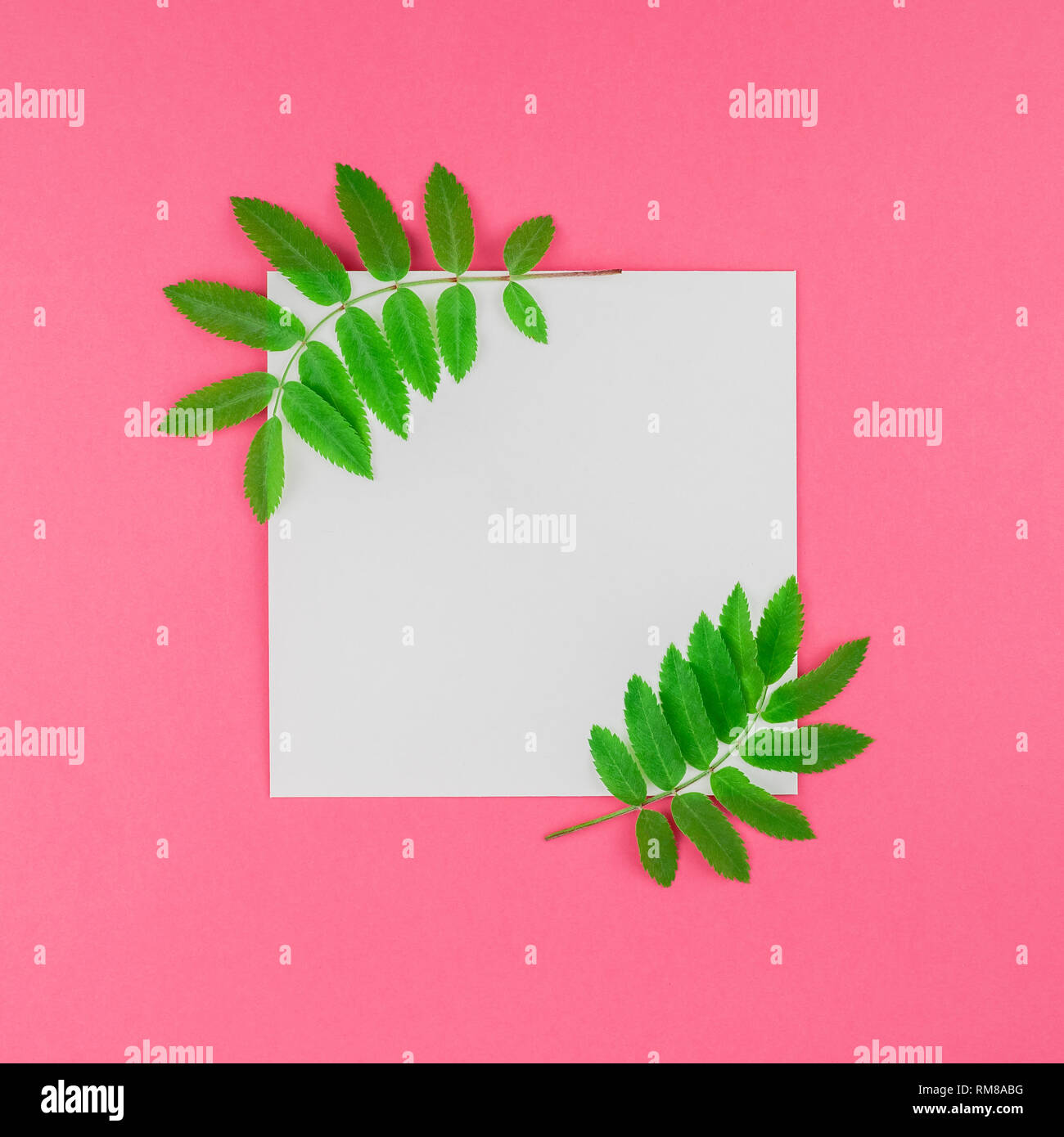 Creative flat lay top view white letter mock up with fresh green rowan ...