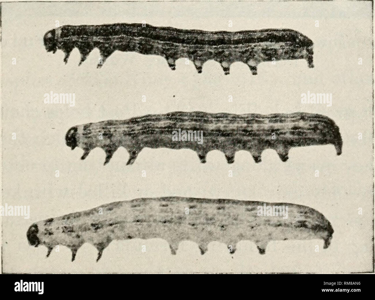 . Annual report of the Commissioner of Agriculture ... Agriculture -- New York (State). Fig. 613. Army-Worm Moths. (Knight photo) caterpillars is destructive during July. The full grown army- worm (Fig. G14) is about one and one-half inches in length, of a general greenish black color, much lighter below. There are several distinct stripes on each side of the body. The caterpillars of the summer brood become mature the last of July and the first of August and give rise to a fall brood of moths that appear from the middle of August to the last of September. Caterpillars hatching from eggs laid  Stock Photo