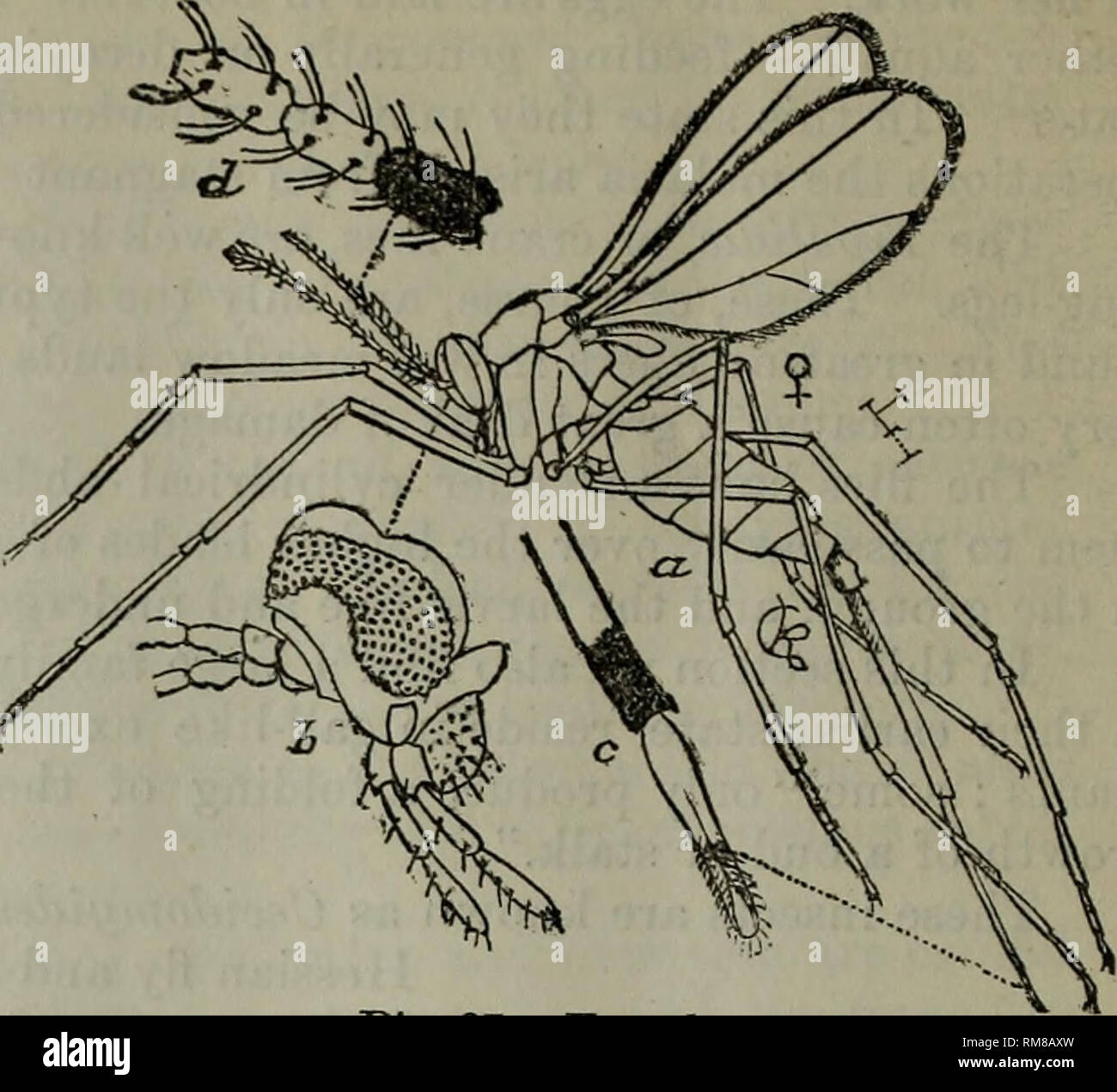 Fied insects hi-res stock photography and images - Alamy