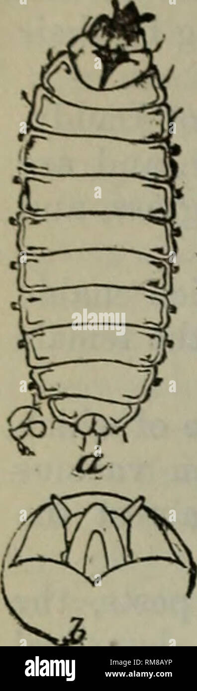 Fied insects hi-res stock photography and images - Alamy