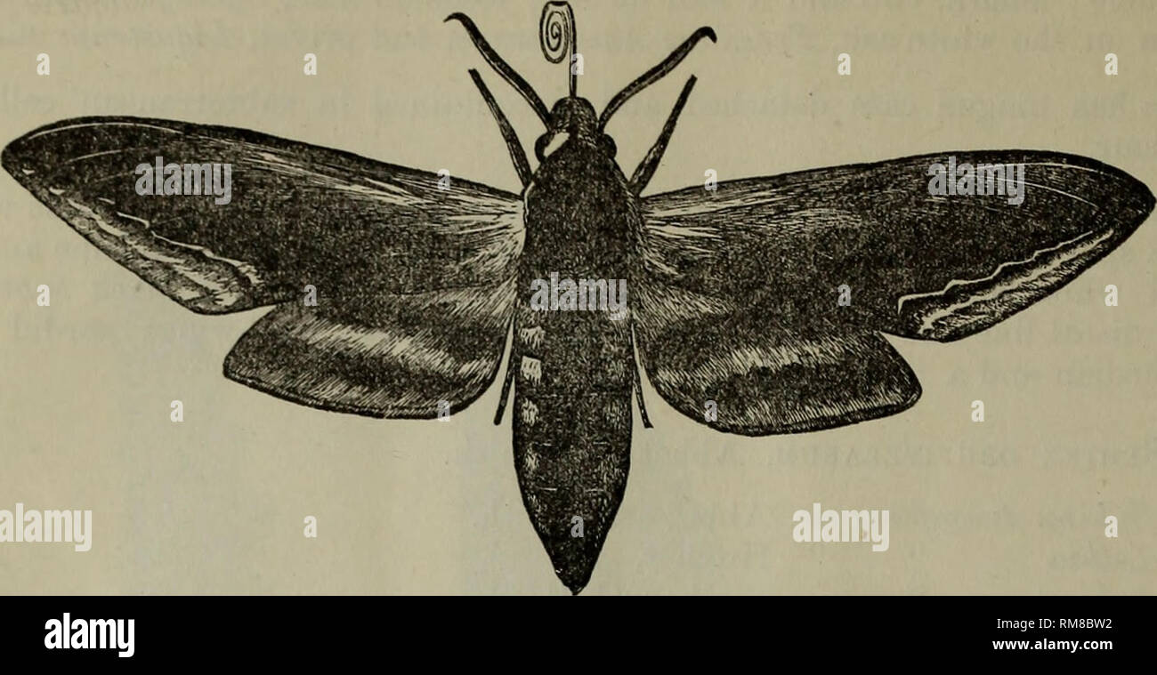 . Annual report - Entomological Society of Ontario. Entomological Society of Ontario; Insect pests; Insects. 68. Fig. 40. Moth (fig. 40) expands about four and a quarter inches ; head and throat blackish- brown, whitish-fawn colour at sides ; abdomen brown, with a slender dorsal line and a lateral black band on each side containing brownish-white spots ; fore-wings dark purplish-brown, with whitish lines on margin; hind-wings whitish, with broad median black band enlarged towards the margin, and sub-terminal black band and fawn-coloured margin. 27. Sphinx kalmi^, Abbot and Smith. KalmicE, Abbo Stock Photo