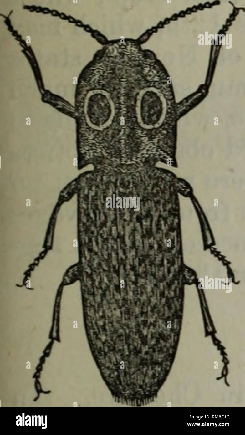 . Annual report - Entomological Society of Ontario. Entomological Society of Ontario; Insect pests; Insects. 45 4. Wire-Worms, or Click-Beetles (Elateridce). Figure 25 represents one of our commonest elaters, the eyed elater, Alaus oculatus. Several species are noticed as attacking various crops, especially barley. Among the remedies employed we may quote :—&quot; A solution of carbonate of soda, in the proportion of about two ounces to sixteen quarts of water, applied three or more times from the beginning of May to the beginning of June is found a good way to clear the ground.&quot; An obser Stock Photo