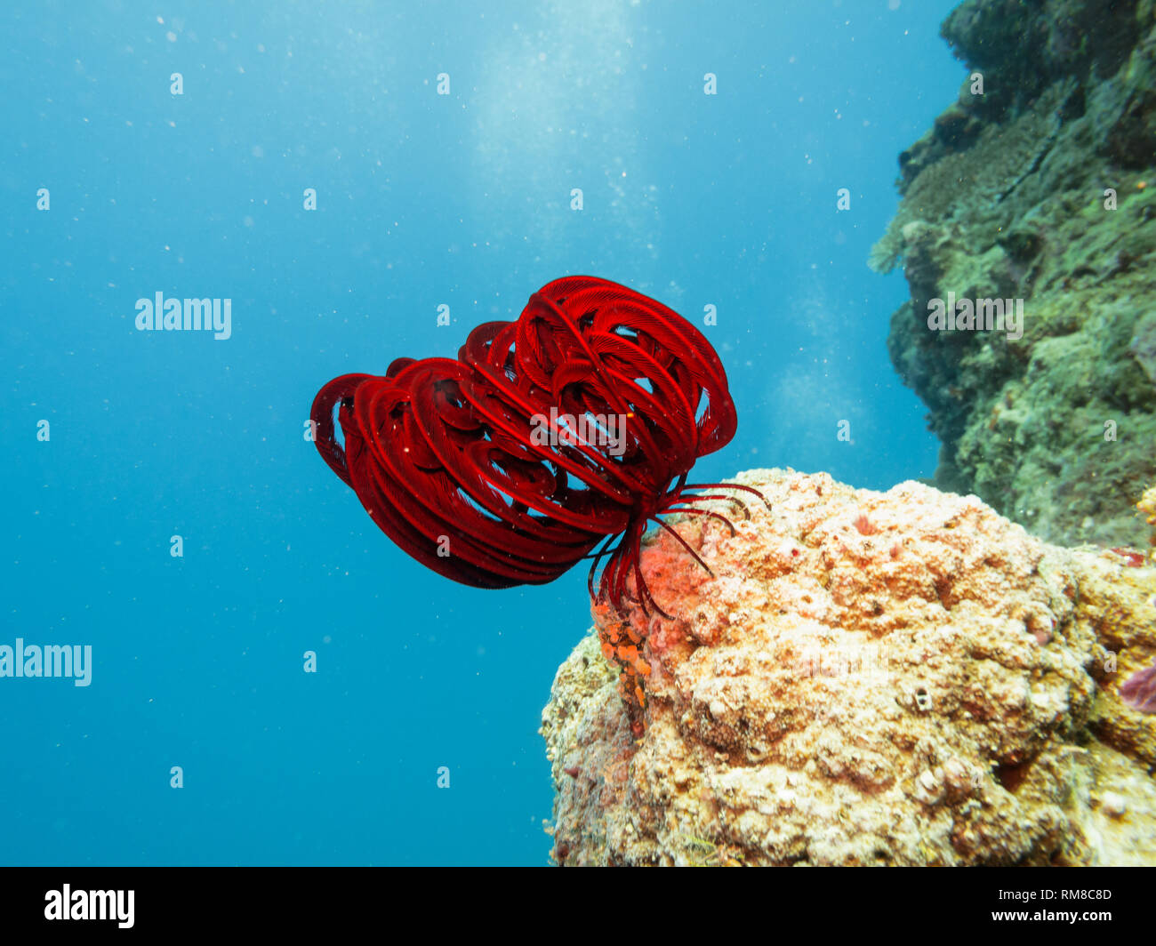 Closeup of red feather sea star on Great Barrier Reef Australia Stock Photo
