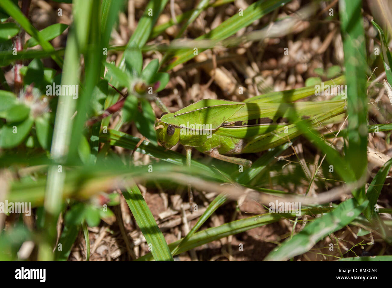 Green grasshopper (Xyleus sp.) (possibly Xyleus insignis) in grass, Asuncion, Paraguay Stock Photo