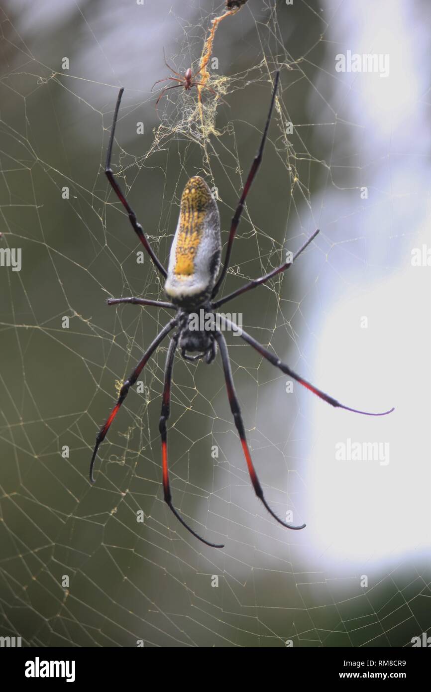 Banded-legged Golden Orb-web Spider (Nephila senegalensis) at Diani Beach, Kenya Stock Photo