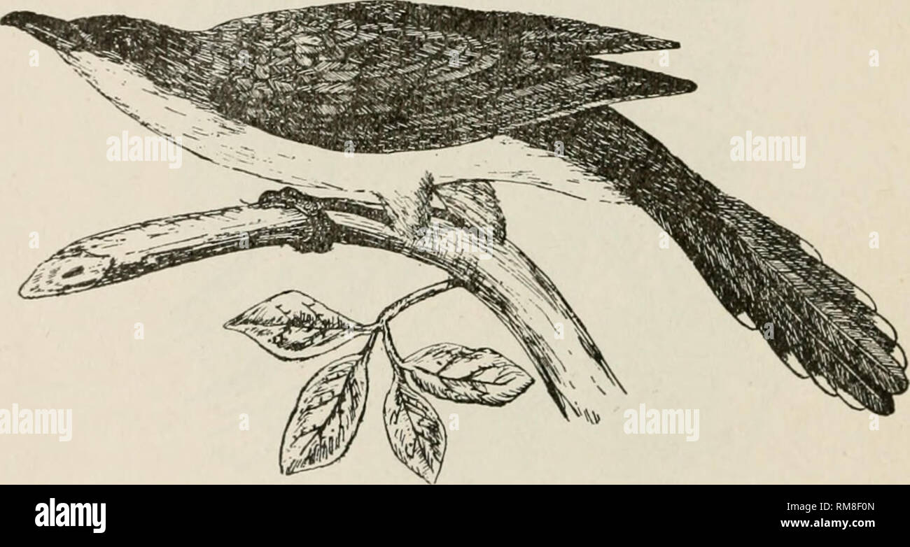 . Annual report of the Nebraska State Horticultural Society. Horticulture -- Nebraska. 104 NEBRASKA STATE HORTICULTURAL SOCIETY. 387. Coccyzus americanus (Linn.).—Yellow-billed Cuckoo. Omaha, Blair, West Point, Lincoln—breeds (L. Bruner); &quot; More frequently seen in Nebraska tban the last one (erythropthalmus) &quot; (Aughey); &quot;Summer resident, arrives in May and leaves in September &quot; (Taylor); &quot; West to eastern Mexico and edge of Great Plains&quot; (Goss); Beatrice—nesting (A. S. Pearse); Omaha—breeding (L. Skow); Peru, common—breeds (G. A. Coleman); Cherry county—breeds (J. Stock Photo