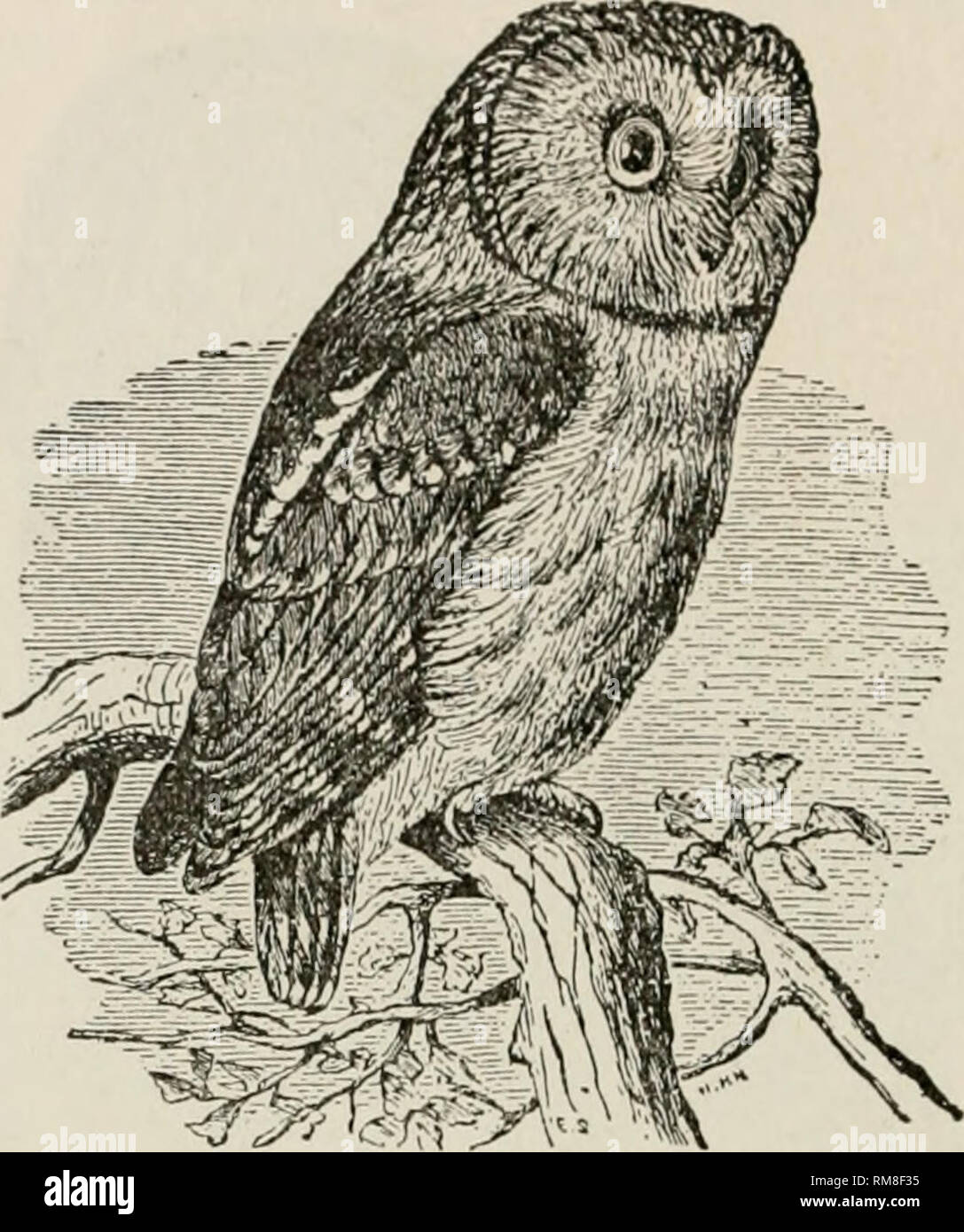 . Annual report of the Nebraska State Horticultural Society. Horticulture -- Nebraska. 100 NEBRASKA STATE HOUTICUI.TURAL SOCIETY. 375a. Bubo virginianus subarcticus(//o?/).—Western Horned Owl. West Point (L. Bruner); &quot;eastward across the Great Plains&quot; (Bendire); &quot;East across the Great Plains to western Texas and western Manitoba &quot; (Goss); do. (Fisher); Omaha (L. Skow); Cherry county (J. M. Bates); Sioax county, Feb. 26, 1896, several seen but not taken (W. D. Hunter, L. Skow).. Fig. -iG.—Saw-whet Owl. 3756. Bubo virginianus arcticus (Swains.).—Arctic Horned Owiv. West Point Stock Photo