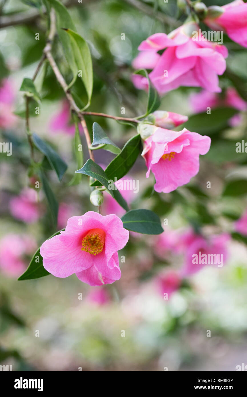 Camellia x williamsii 'Bow Bells' flowers. Stock Photo