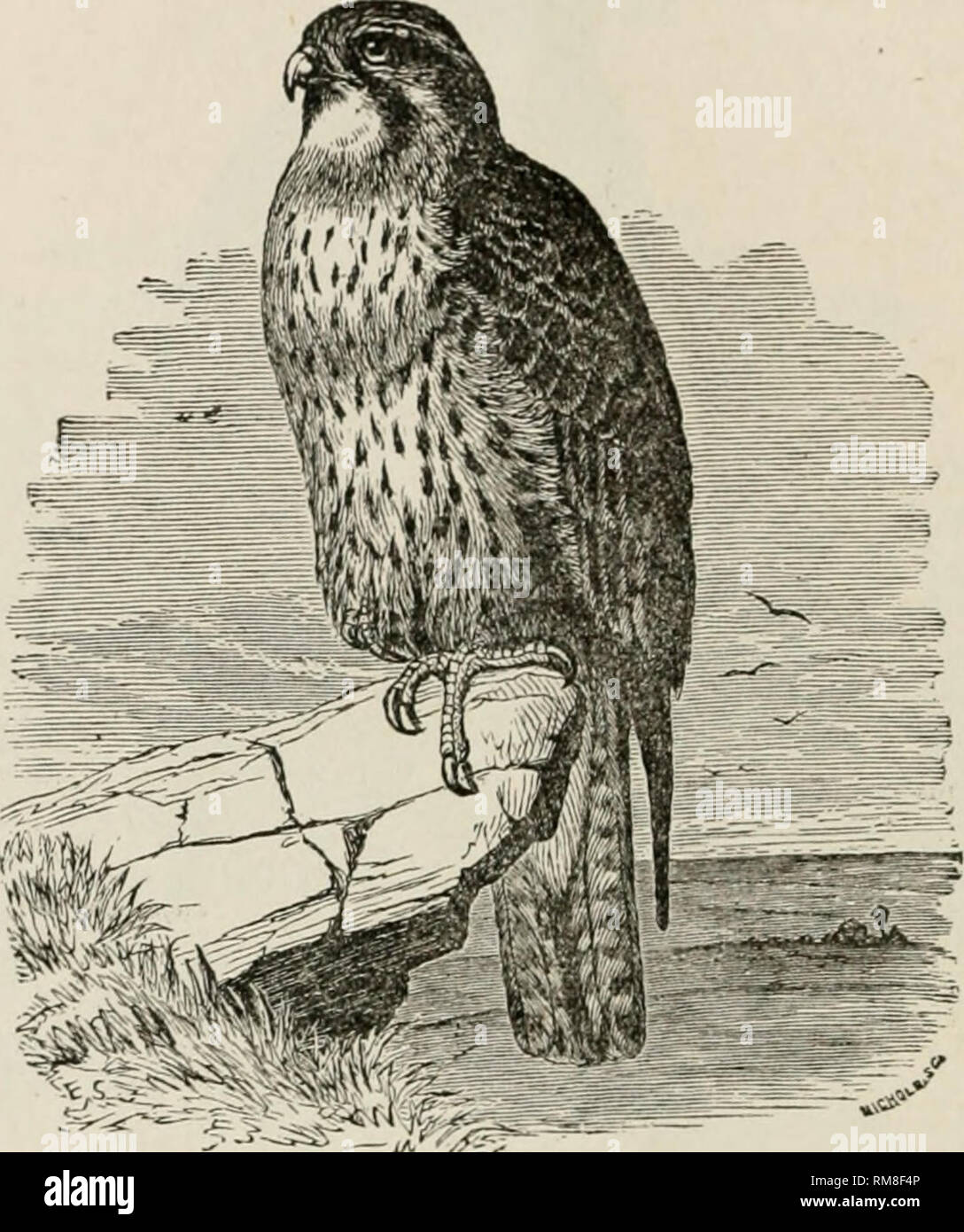 Ally Hunter Stock Photos Ally Hunter Stock Images Alamy