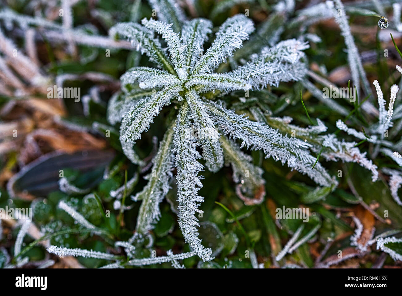 The Frozen Nature Frozen Plants Icy Morning Stock Photo Alamy