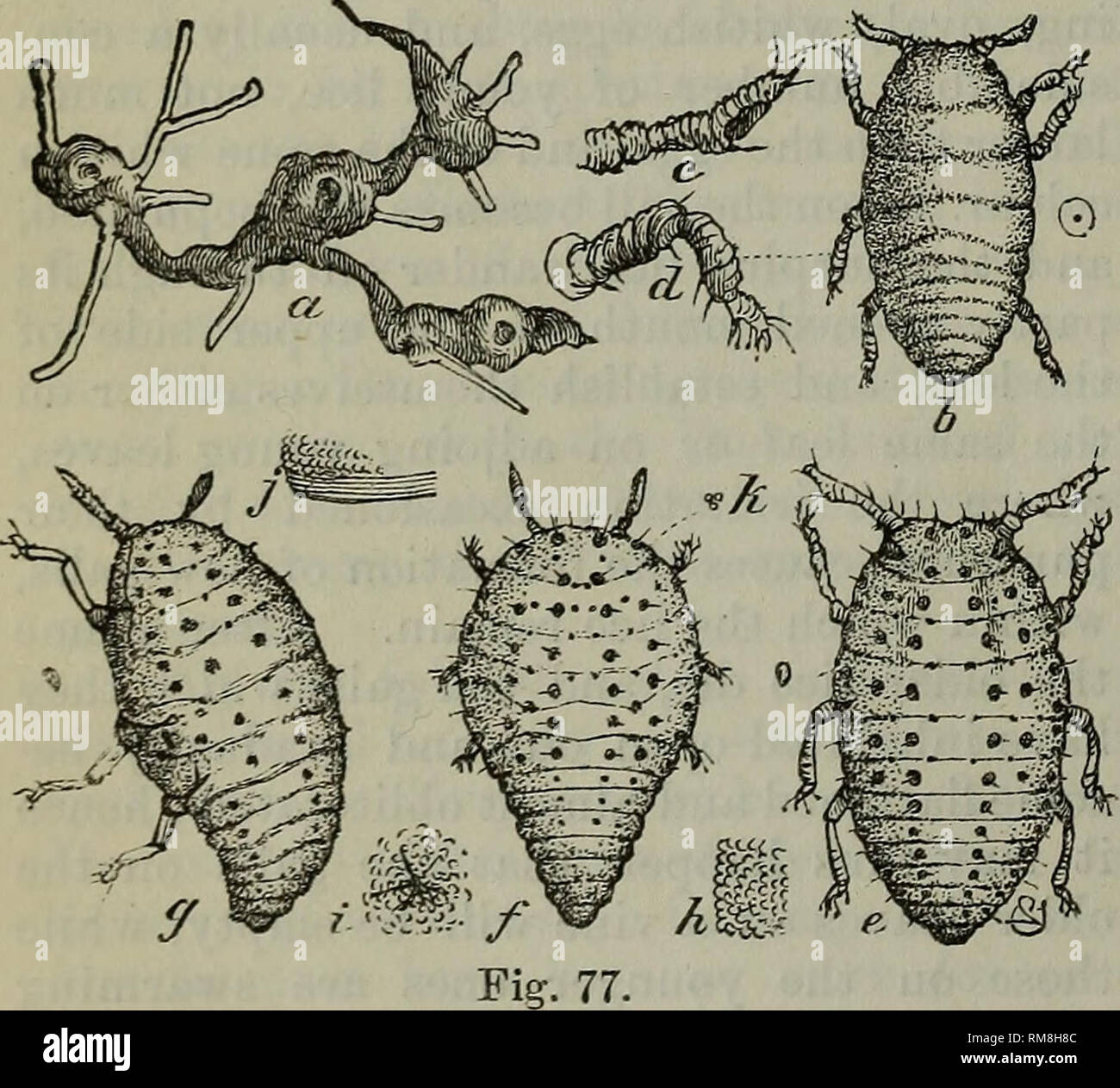 . Annual report - Entomological Society of Ontario. Entomological Society of Ontario; Insect pests; Insects. showing swellings; 6, young louse as it appears when hibernating of Clinton vine, c, d, antenna and leg of same ; e, /, g, represent the more mature lice. It is also further illustrated in fig. 78, where a shows a healthy root, b one on which the lice are working, c root which is decaying and has been deserted by them ; d d d indicates how the lice are found on the larger roots; e, female pupa, seen from above; /, the same from below; g, winged female, dorsal view; h, the same, ventral  Stock Photo