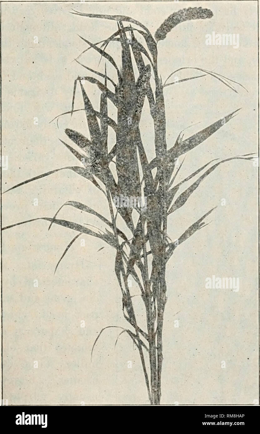Millets and more hi-res stock photography and images - Alamy