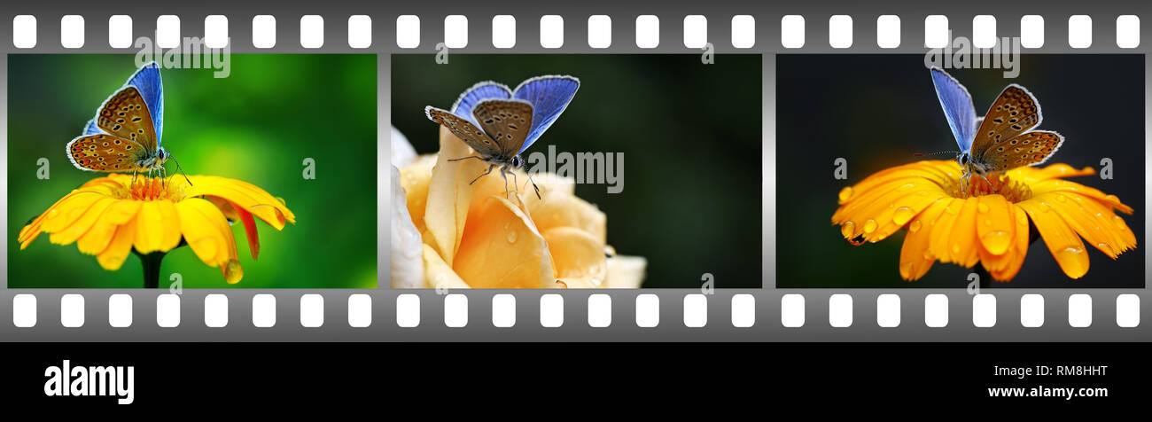 Beautiful blue butterflies on flowers in frame in form film. Stock Photo