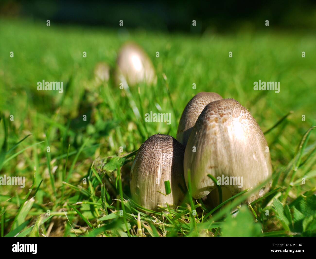 A macro image of the Common Inkcap, Coprinus atramentarius, which is poisonous when mixed with alcohol, inducing a rapid and severe hangover. Stock Photo