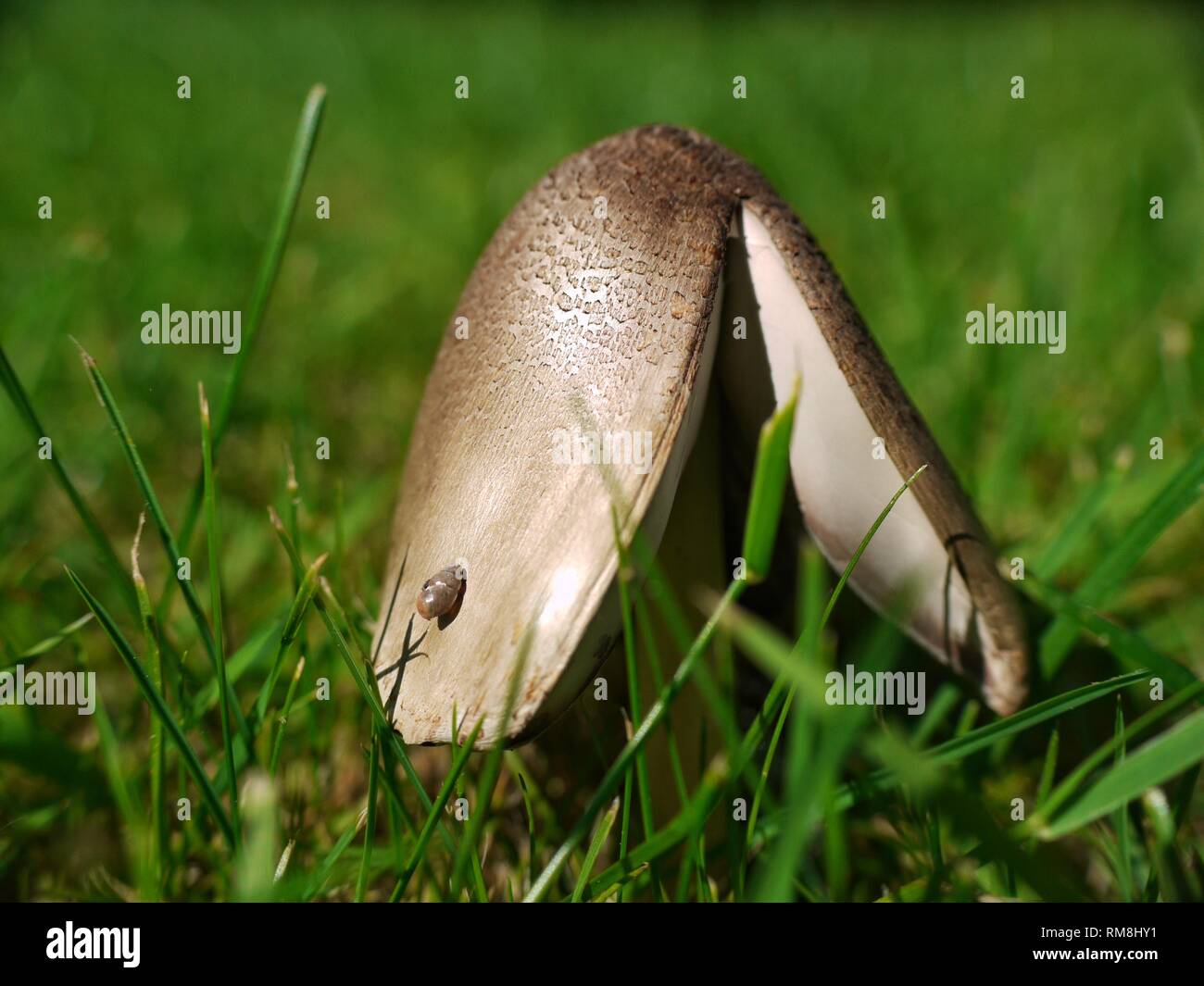 A macro image of the Common Inkcap, Coprinus atramentarius, which is poisonous when mixed with alcohol, inducing a rapid and severe hangover. Stock Photo