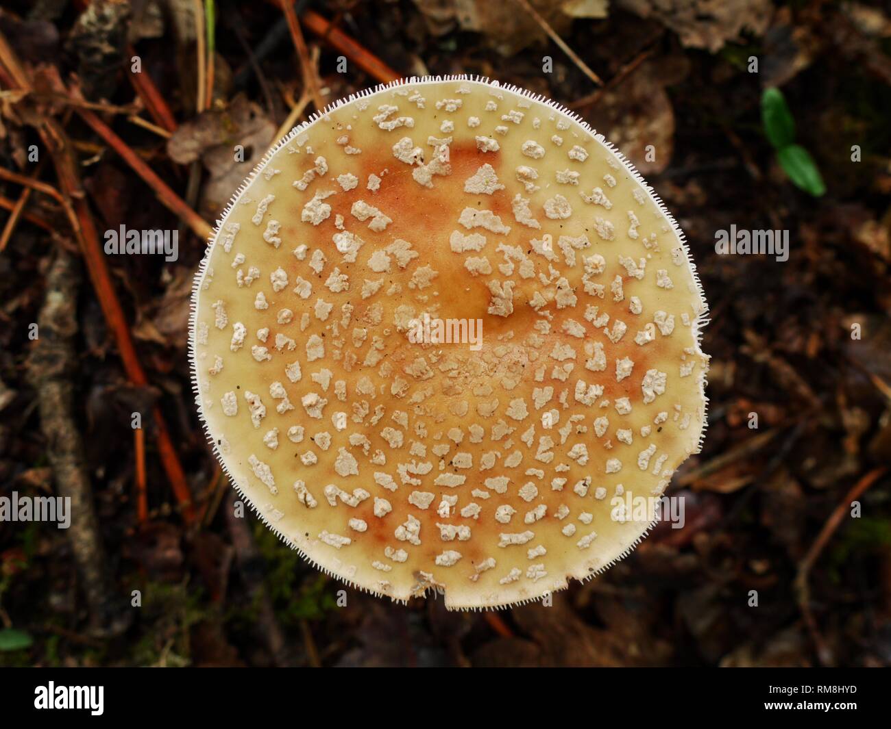 A view from on top of a Blushing Amanita (Amanita rubescens). Stock Photo