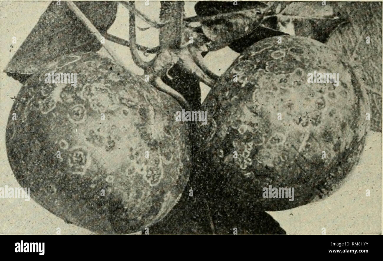 Apple Cut Crosswise High Resolution Stock Photography And Images Alamy