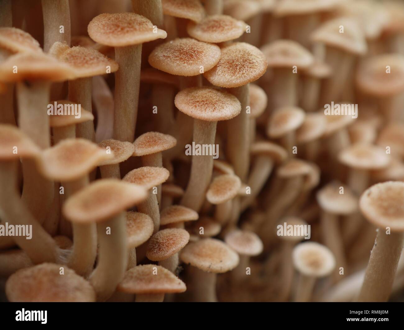 Close-up macro image of one of the Honey Fungus species, Armillaria tabescens, the Ringless Honey Mushroom. Stock Photo