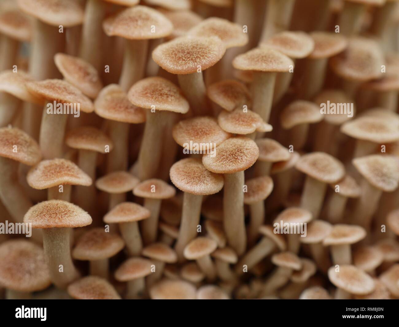 Close-up macro image of one of the Honey Fungus species, Armillaria tabescens, the Ringless Honey Mushroom. Stock Photo