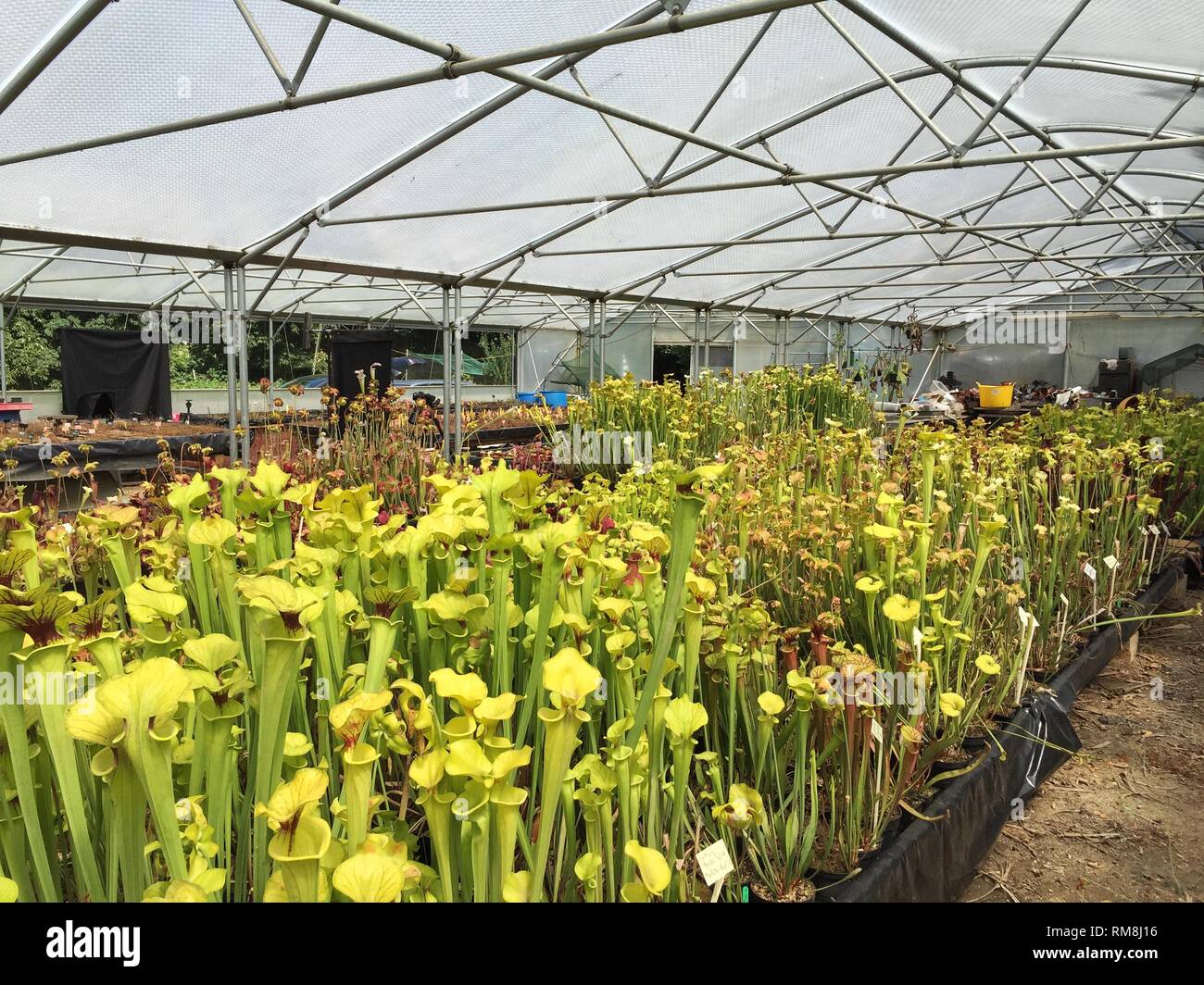 Plant nursery hires stock photography and images Alamy